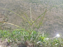Cyperus surinamensis