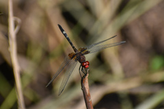 Dythemis fugax