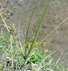 Cyperus surinamensis