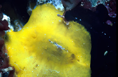 Scutus