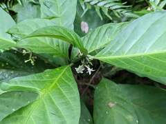 Witheringia solanacea