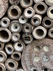 Parancistrocerus fulvipes