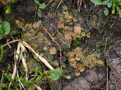 Psoroma hypnorum