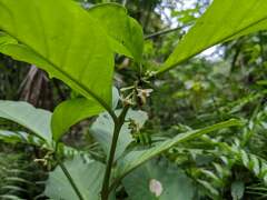 Witheringia solanacea