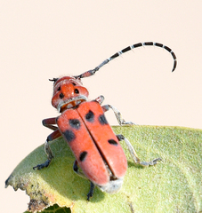 Tetraopes femoratus
