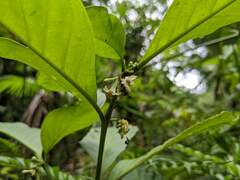 Witheringia solanacea