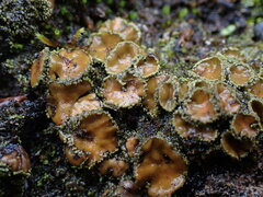 Psoroma hypnorum