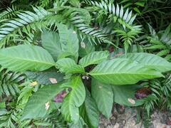 Witheringia solanacea