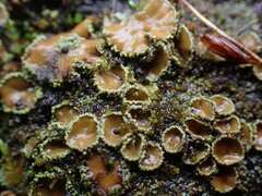 Psoroma hypnorum
