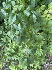 Lonicera maackii