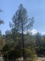Pinus sabiniana