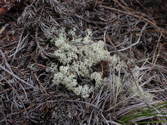 Cladonia arbuscula