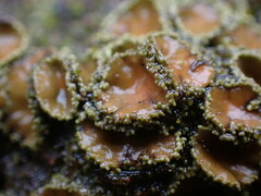 Psoroma hypnorum