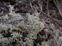 Cladonia arbuscula
