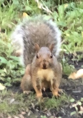 Sciurus carolinensis
