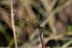 Dythemis fugax
