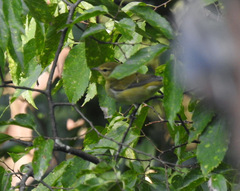 Leiothlypis peregrina