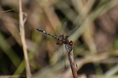 Dythemis fugax