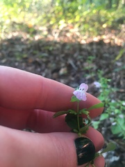 Clinopodium carolinianum