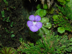 Pinguicula cyclosecta