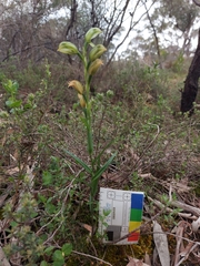 Pterostylis viriosa