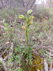 Pterostylis viriosa