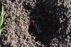 Dorymyrmex bicolor