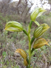 Pterostylis viriosa