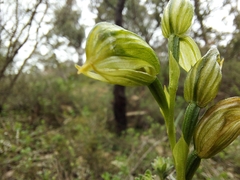 Pterostylis viriosa