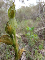 Pterostylis viriosa