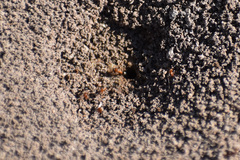 Dorymyrmex bicolor