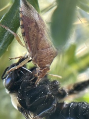 Podisus maculiventris