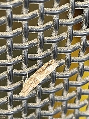 Crocidosema plebejana