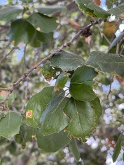 Callirhytis quercussuttoni
