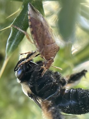 Podisus maculiventris