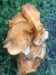 Omphalotus illudens
