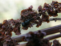 Mystacides azureus