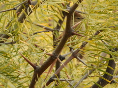 Leptasthenura fuliginiceps