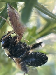 Podisus maculiventris