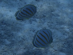 Chaetodon ornatissimus