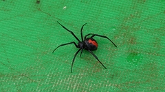 Latrodectus hasselti