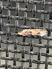 Crocidosema plebejana