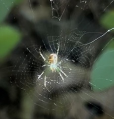 Mangora