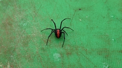 Latrodectus hasselti