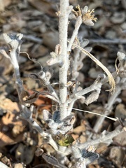Pseudognaphalium beneolens
