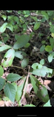 Mangora