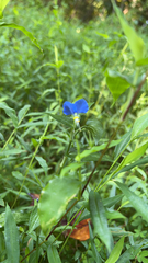Commelina communis