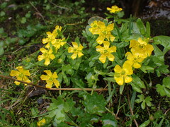 Ranunculus eschscholtzii