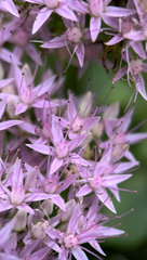 Hylotelephium spectabile