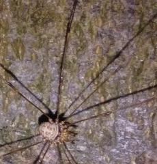 Dicranopalpus